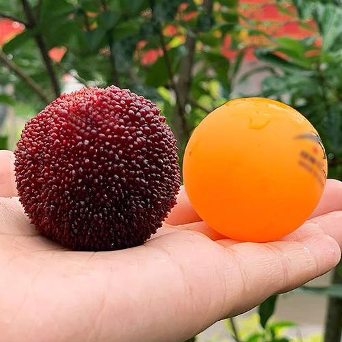 京觅浙江仙居东魁杨梅40粒6a级稀缺限量梅王单果30g起低至498元粒199