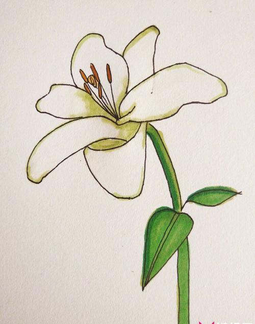 百合花怎么画简单好看百合花简笔画图片步骤