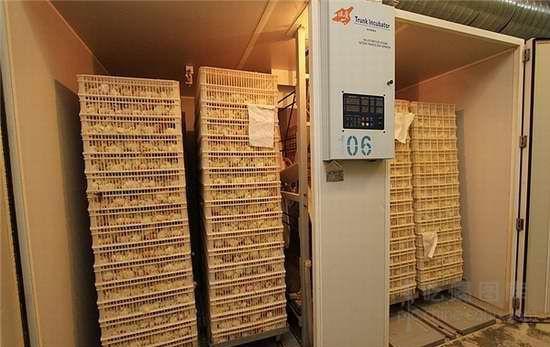 探访俄罗斯大型养鸡场 图揭鸡的悲惨一生