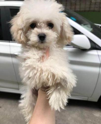 标准迷你玩具奶白色泰迪