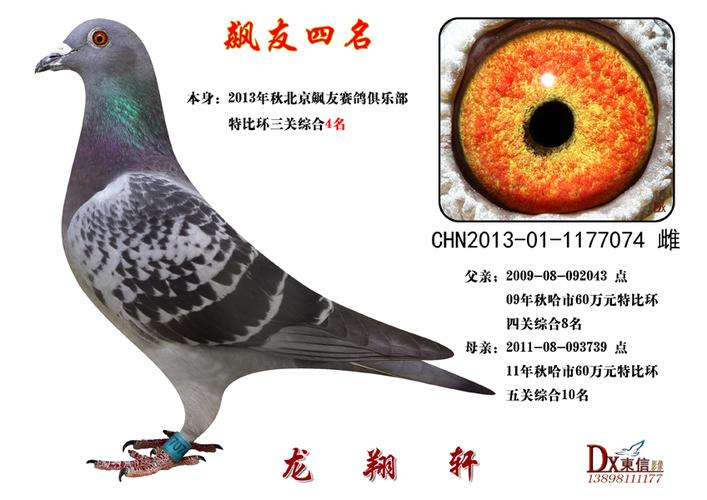 4名-龙翔轩-中信网爱鸽商城