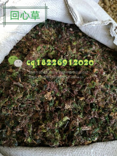 【野生茴心草多少钱一斤@@@回心草都功效】价格_厂家