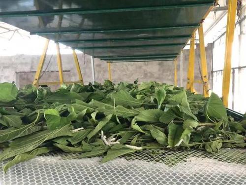 湖南首台自动养蚕机在衡山