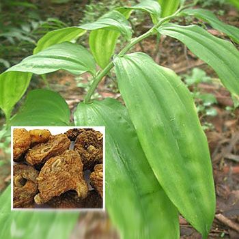 女人吃黄精有什么作用