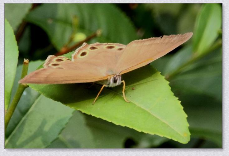 连纹黛眼蝶图片连纹黛眼蝶蝴蝶图片