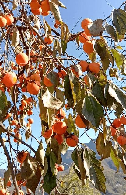 夏末秋初,赶紧给柿子树"减负",秋天才能正常结果