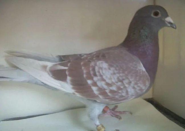 红鸽子的最佳配对