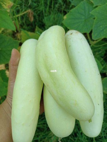 白瓜_农村生活_美食_美食展示