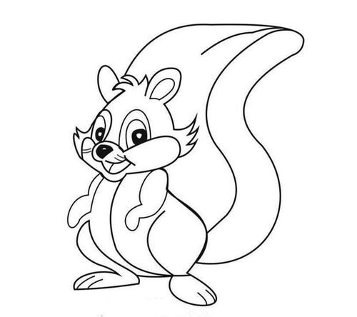 大尾巴的小松鼠简笔画图片