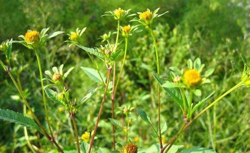 听到名字就害怕,人称"鬼圪针",殊不知还能卖钱?