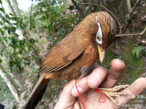 画眉鸟生头喂养方法