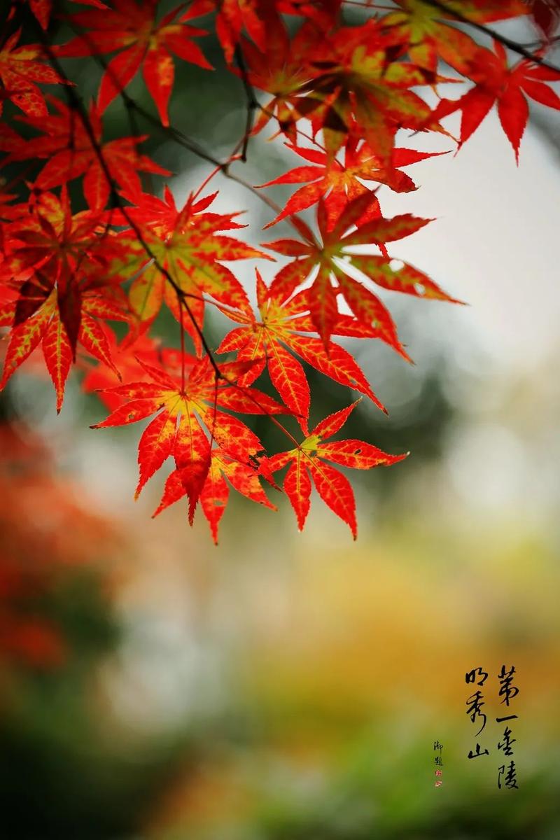 栖霞山枫叶正当红最佳赏枫点是