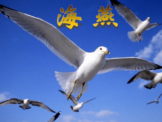 《海燕》优质课课件1