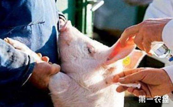 养猪场中的活疫苗与灭活苗分别是什么?两者有何区别?