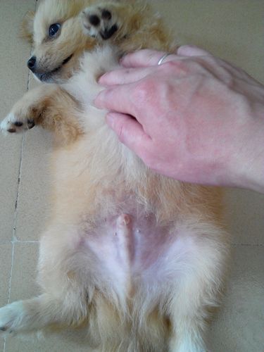 领了一只狗,不知道公母,尿尿是蹲着的