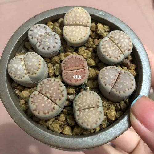 生石花_生石花_饼干_奶油_家居家装_家居装饰_花艺