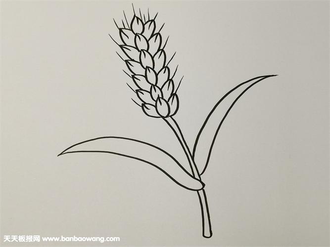 秋天成熟的麦穗简笔画