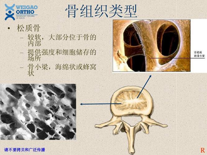 文档 所有分类 医药卫生 临床医学 脊柱解剖基础 骨组织类型   松质骨