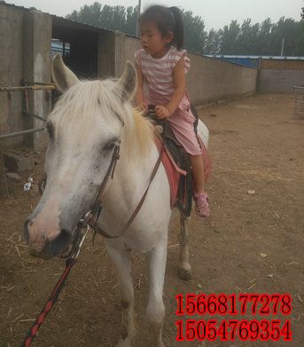 小女孩骑马-温顺马-小女孩骑大马-兄妹俩骑一匹马