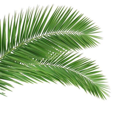 棕榈树叶素材