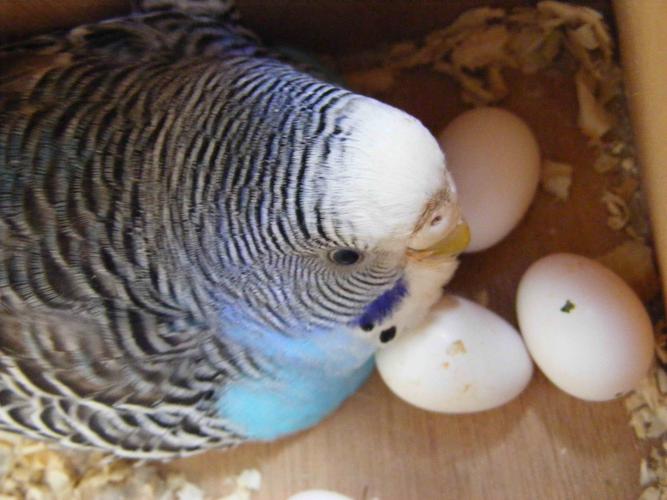 牡丹鹦鹉喝什么水健康?