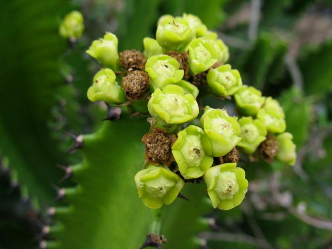 火殃勒图片和介绍