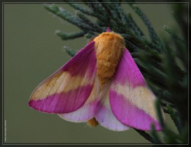 rosie maple moth   