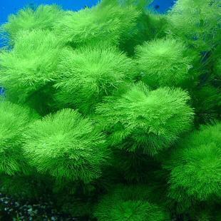 这种水草叫什么名字,好养吗?