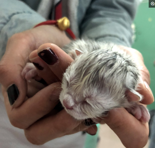 公猫看到母猫难产,半夜急叫主人助产,并拍下这令人感动的一幕!