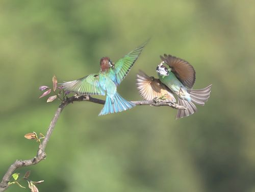 蓝喉蜂虎鸟一中国最美之鸟