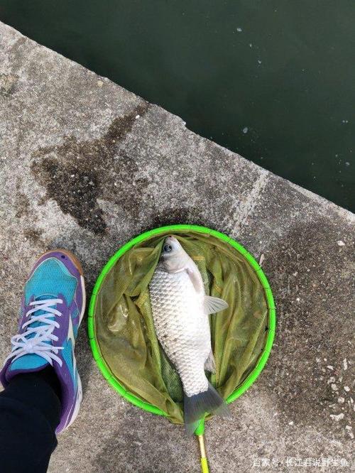 臭水沟里的鱼能吃吗?广东一河道鲫鱼泛滥,钓鱼人:可以