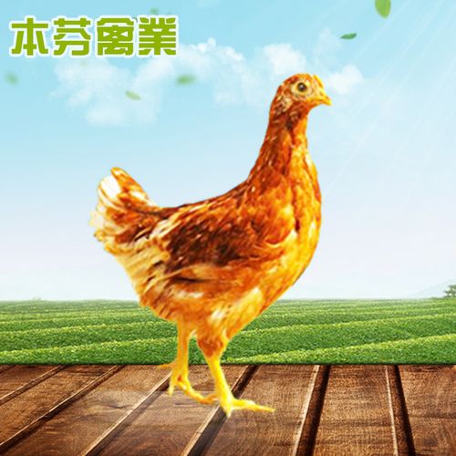浚县本芬禽业 60-110日龄优质青年鸡