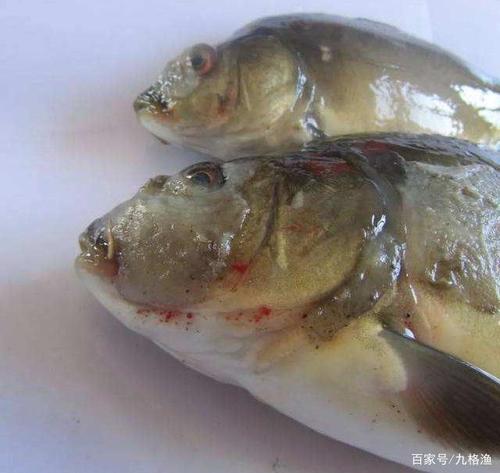 水产越冬,鱼怕水霉,使用高锰酸钾 水杨酸 五倍子,可防可治