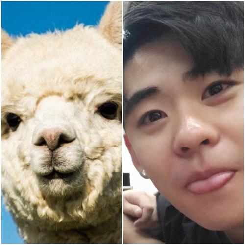 [点击查看张云雷cos羊驼] 没错 又是我 我又来发表情包了