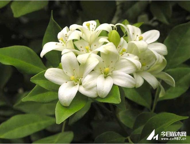 芸香的作用和功效