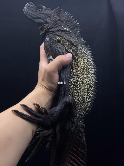 巨人安汶斑帆蜥蜴 头冠好高大_素食_北京攻略_夜灯_uva_蔬菜水果_森林