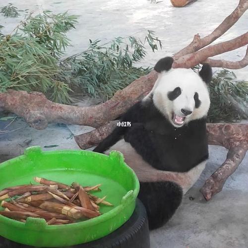 大熊猫是猫呀~_大熊猫_宠物_宠物其他