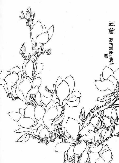 素材| 一组玉兰花工笔白描底稿 冰清玉洁 美好向往_寓意_线条_画面
