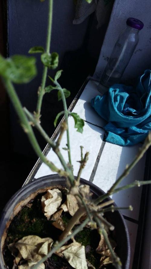 茉莉花长类似虫子网的东西,叶子干枯掉落怎么办