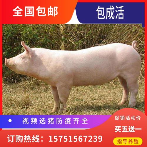 原种太湖苏太母猪二元长白母猪杜洛克大约克公猪育肥猪仔活苗包