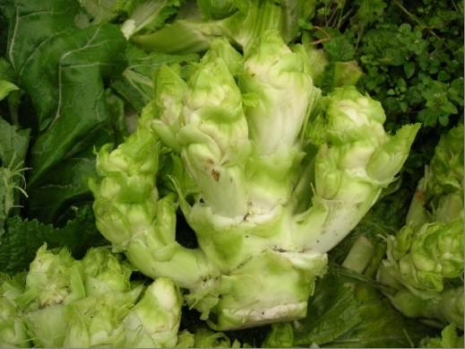 蔬菜界最难吃的是萝卜没有异议吧?还有儿菜