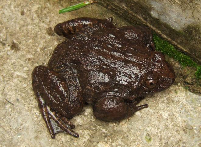 牛蛙- 优质问答专区