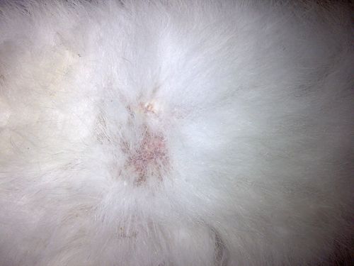 兔子有块地方没长毛 还白白的 跟皮肤癣是的