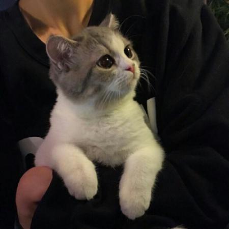 微信抱猫的高冷男生头像图片