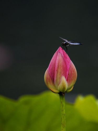 映日荷花别样红