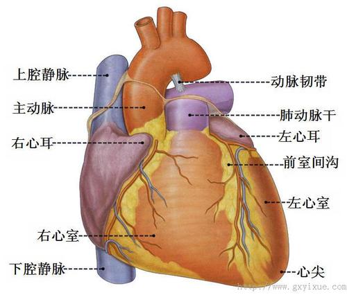 房间沟:于心底部,左右心房表面分界.后室间沟:左,右心室下部表面分界.