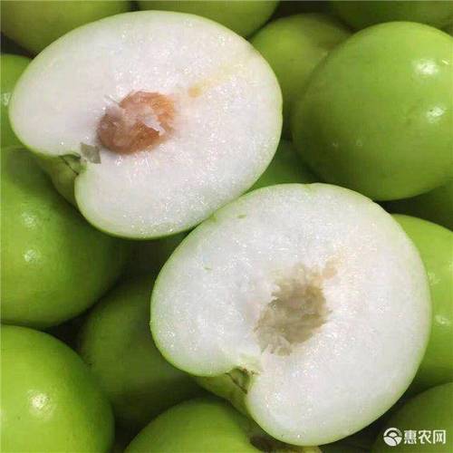 春雪蜜枣苗红枣苹果枣大青枣