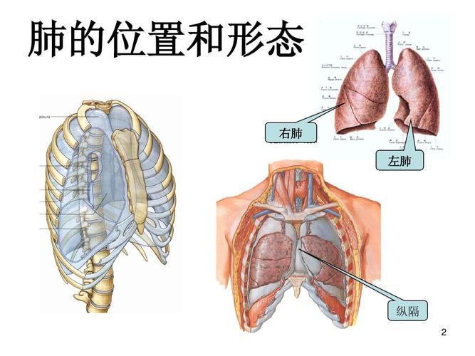 亿佰文档网 所有分类 医药卫生 临床医学 临床肺,纵隔  肺的位置和