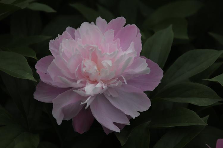 芍药～扬州市花