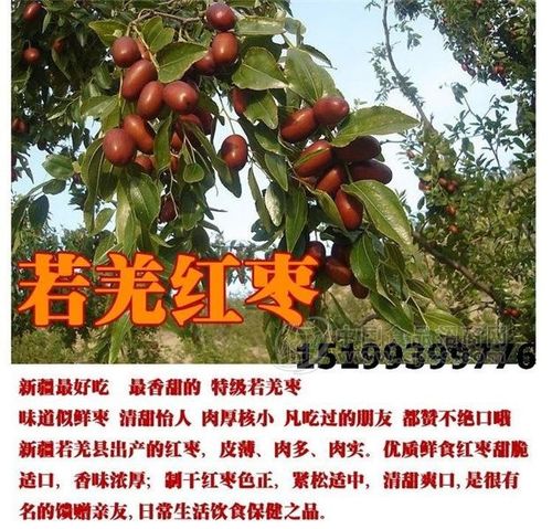 批发 新疆红枣 新疆大枣 若羌红枣 若羌灰枣